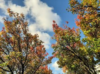 Arbres montrouge